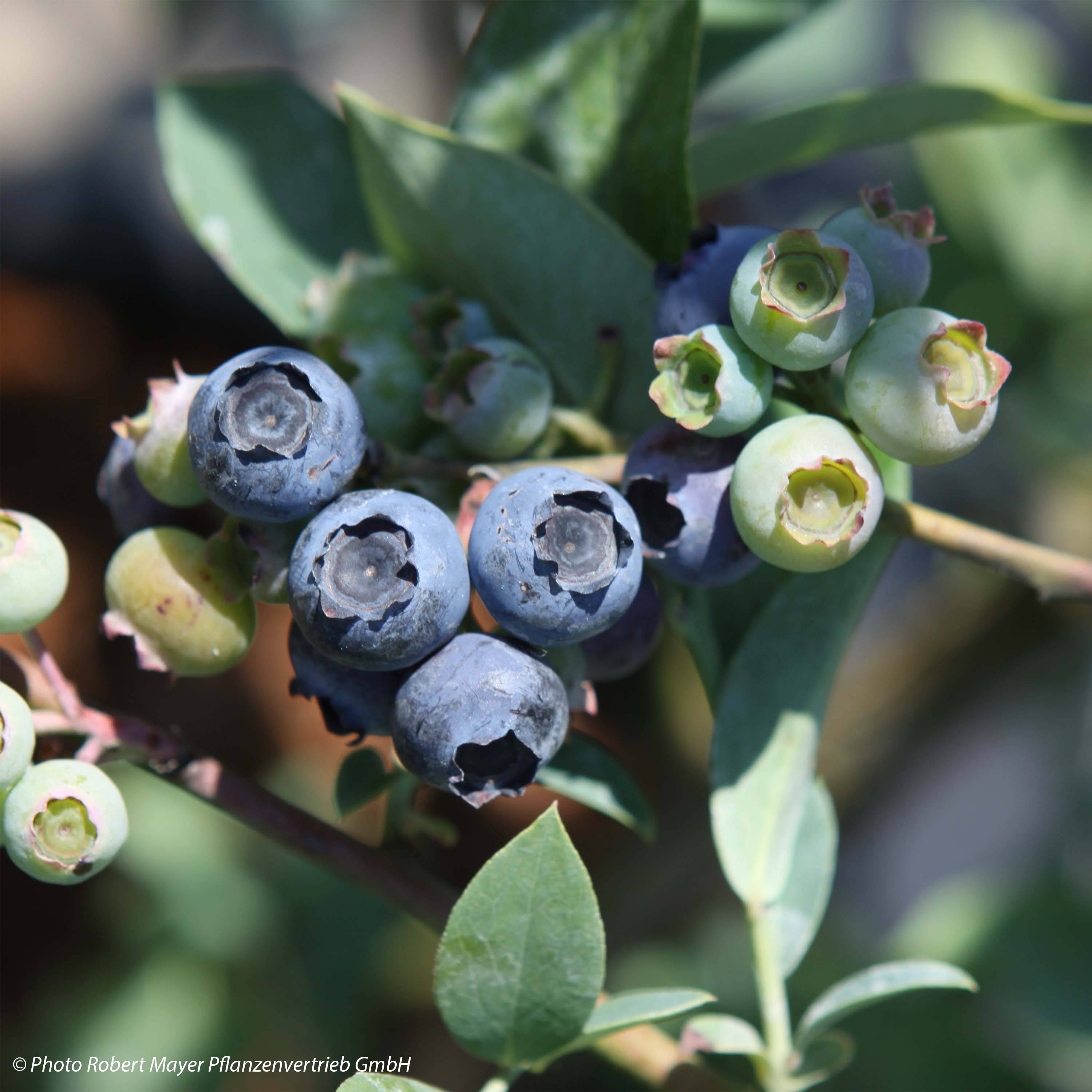 Myrtillier Powder Blue - Vaccinium ashei Pot de 1,5L/2L, Buisson