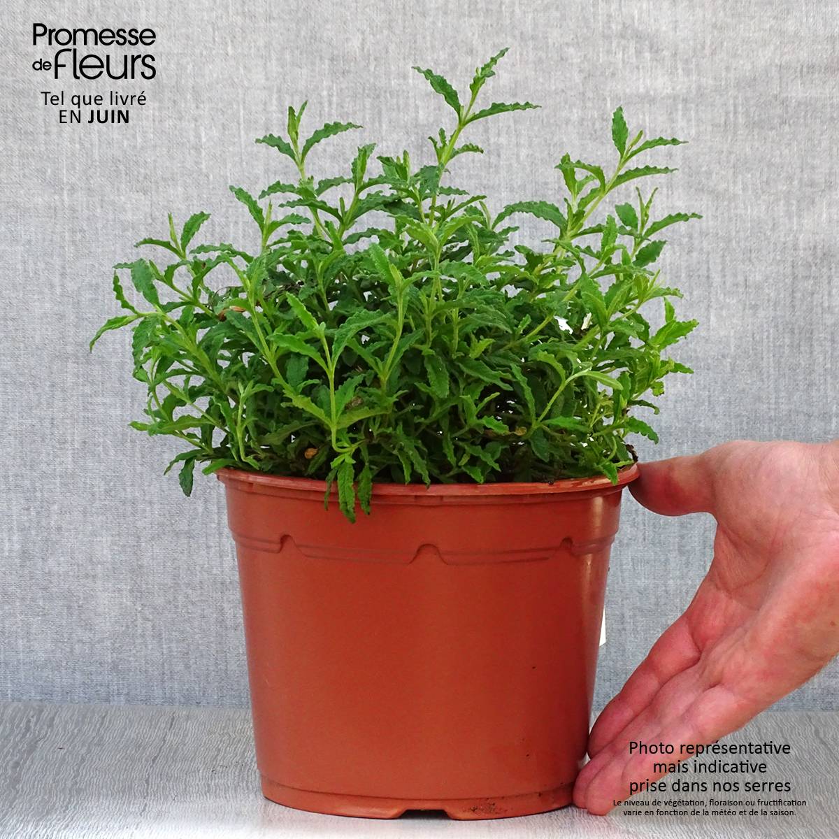 Cistus salviifolius - Ciste à feuilles de sauge Pot de 2L/3L - Image 2
