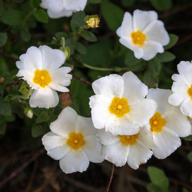 Cistus salviifolius - Ciste à feuilles de sauge Pot de 2L/3L - Image 1