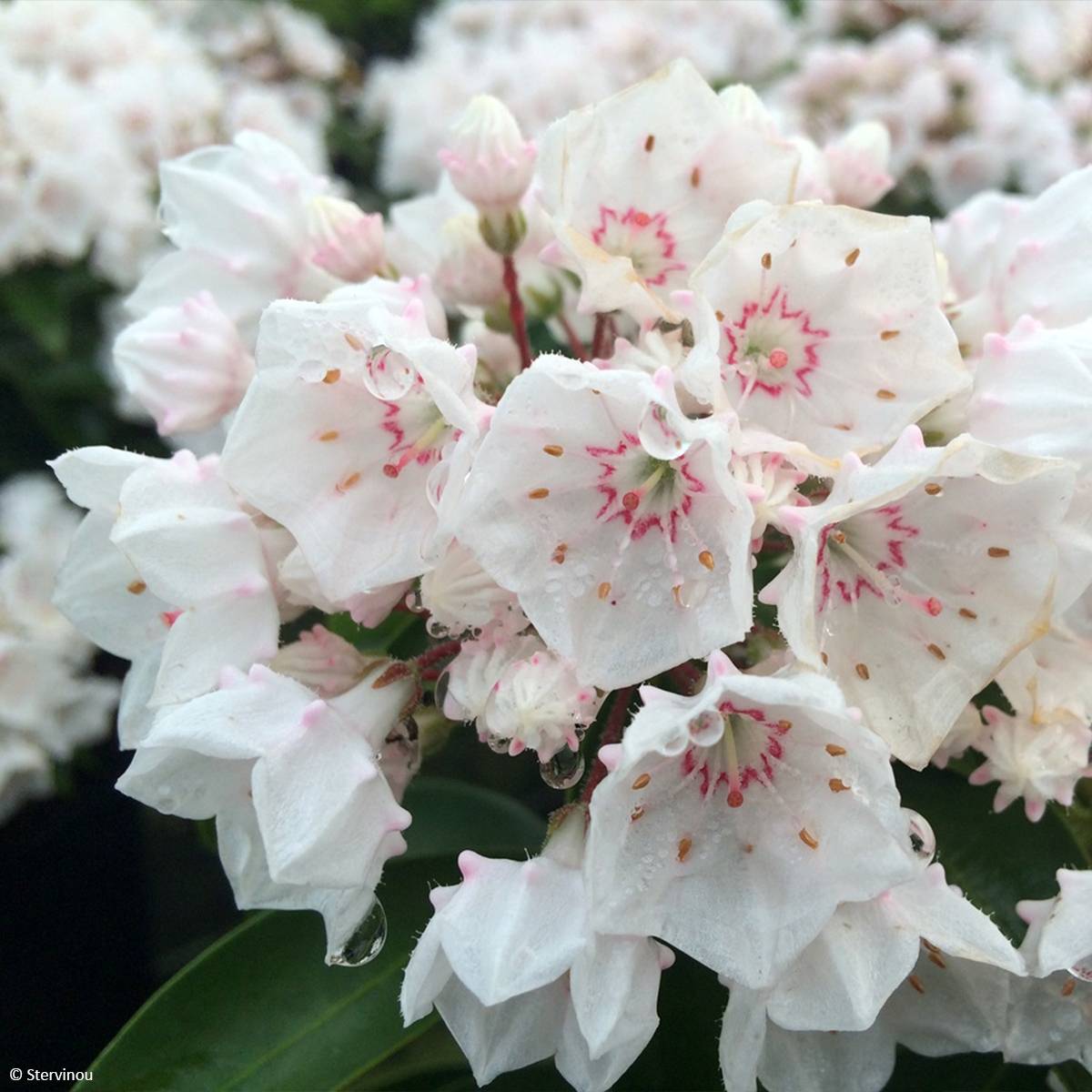 Promesse de Fleurs - Kalmia latifolia Zébulon - Laurier des montagnes blanc nuancé de rose Pot de 3L/4L