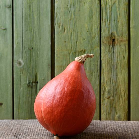 Potiron Potimarron Uchiki Kuri - Cucurbita maxima Kabocha le sachet de 20 ? 25 graines environ (5g)