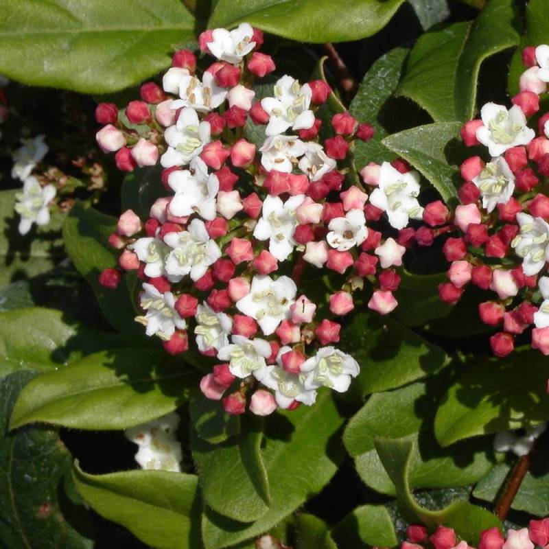 Viorne, Laurier Tin Quimper, Viburnum à fleurs Rose - feuillage Persistant - Pot de 3L - 40/60 cm-  hauteur à maturité De 1,50 m à 2,00 m - Image 1