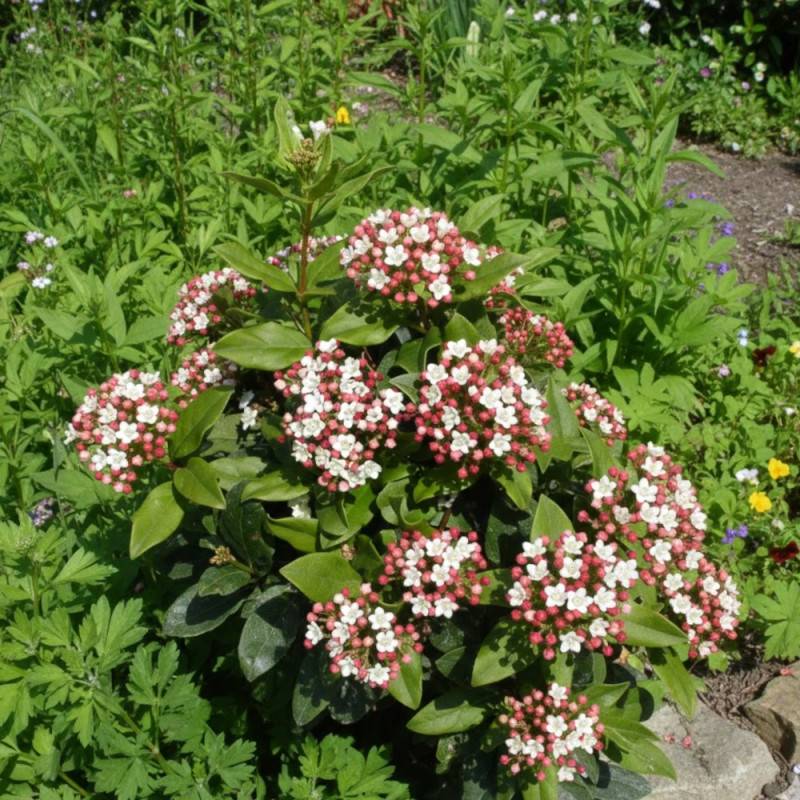 Viorne, Laurier Tin Quimper, Viburnum à fleurs Rose - feuillage Persistant - Pot de 3L - 40/60 cm-  hauteur à maturité De 1,50 m à 2,00 m - Image 5