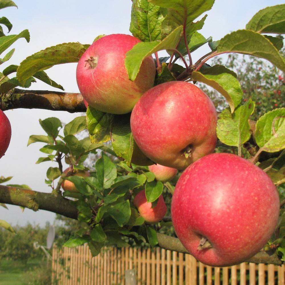 Pommier Royale Delbard® 'Delfloga' - Bon rendement - Pot de 15L - 1/2 tige - De 3,00 m à 5,00 m - Image 1