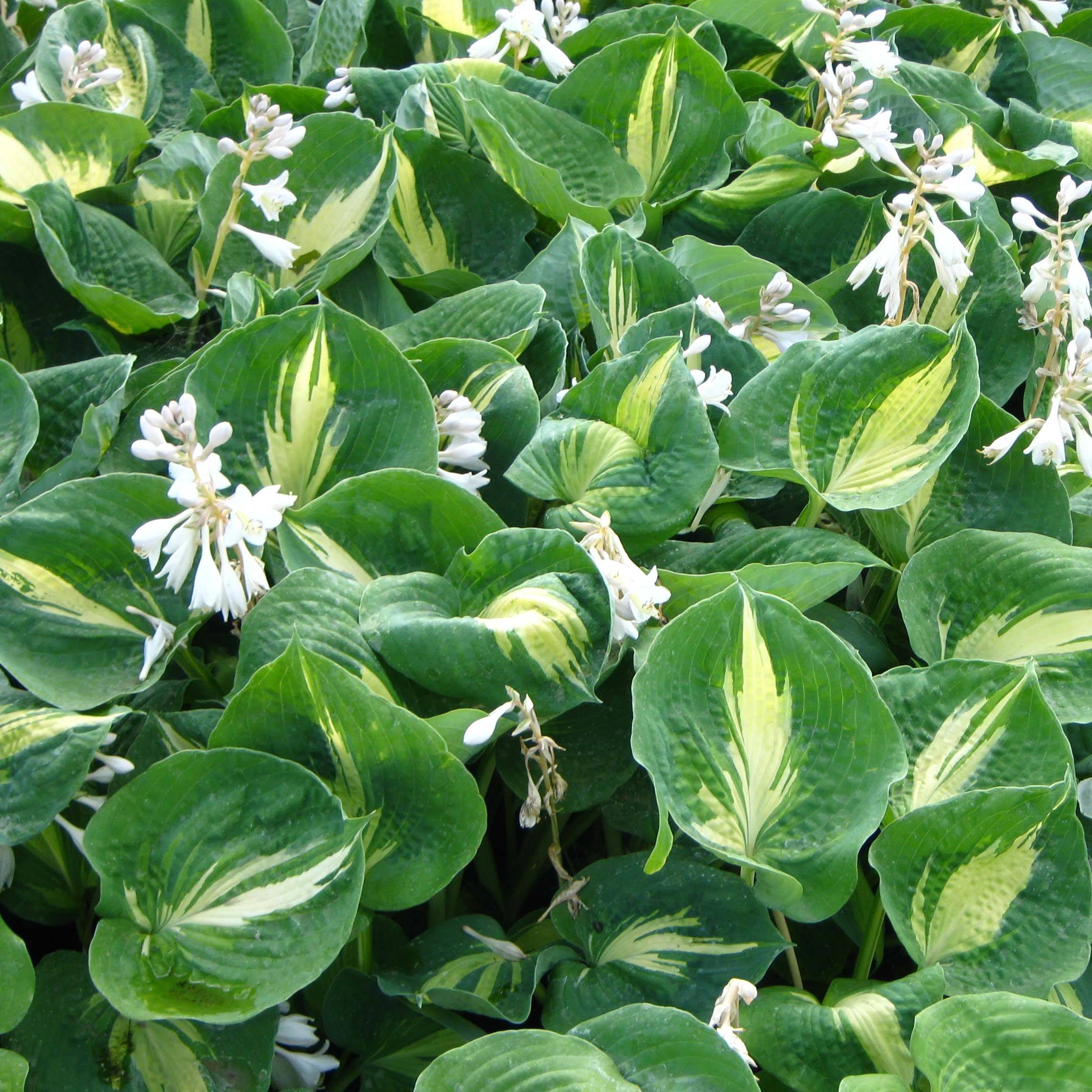 Hosta Dream Queen Pot de 1,5L/2L