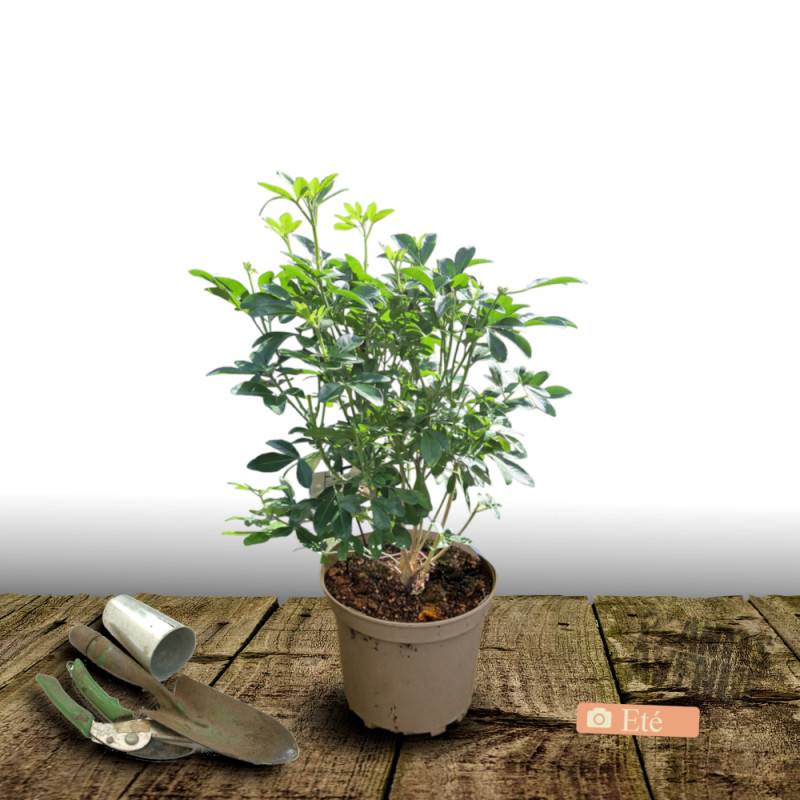 Oranger du Mexique, Choisya à fleurs Blanche/ - feuillage Persistant - Pot de 3L - 40/60 cm - Image 4