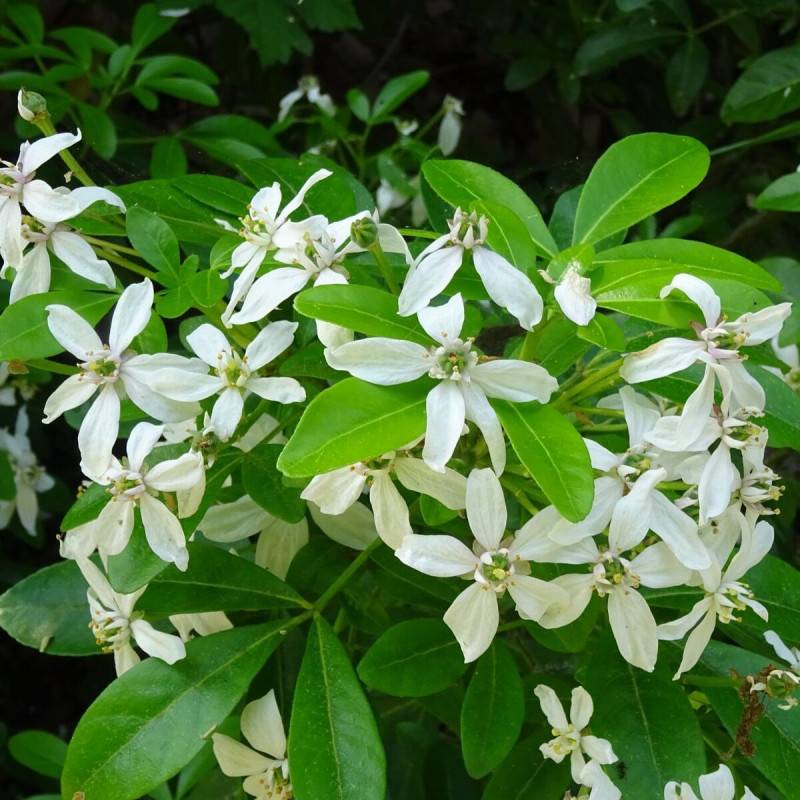 Oranger du Mexique, Choisya à fleurs Blanche/ - feuillage Persistant - Pot de 3L - 40/60 cm - Image 1