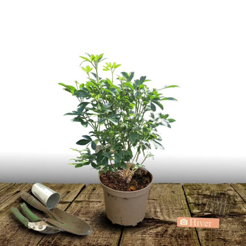 Oranger du Mexique, Choisya à fleurs Blanche/ - feuillage Persistant - Pot de 3L - 40/60 cm - Image 5