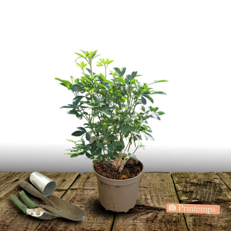 Oranger du Mexique, Choisya à fleurs Blanche/ - feuillage Persistant - Pot de 3L - 40/60 cm - Image 6