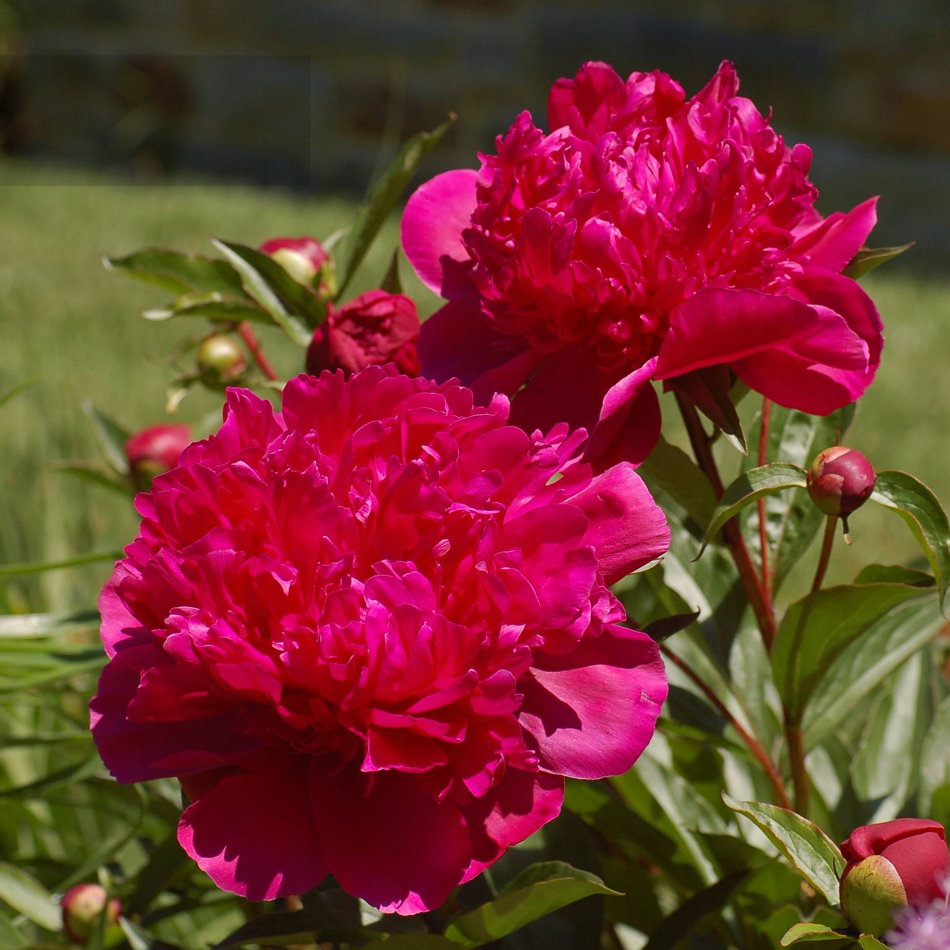Promesse de Fleurs - Pivoine lactiflora Big Ben Pot de 3L/4L