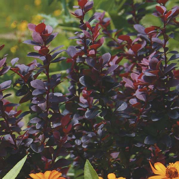 Berberis Thunbergii Bagatelle Pot de 2L/3L - Image 1