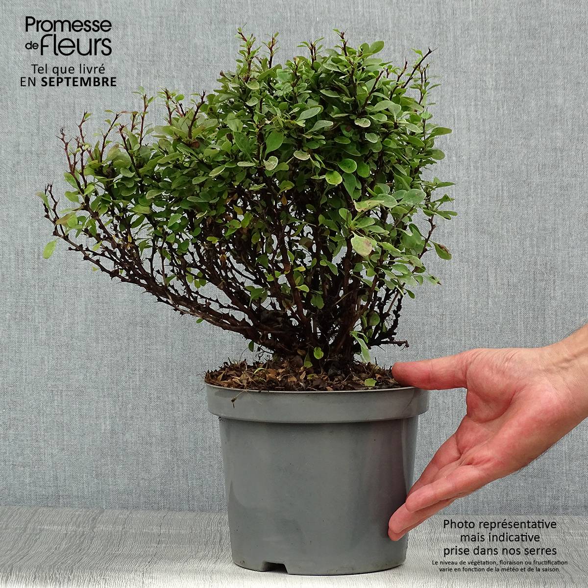 Berberis Thunbergii Bagatelle Pot de 2L/3L - Image 2