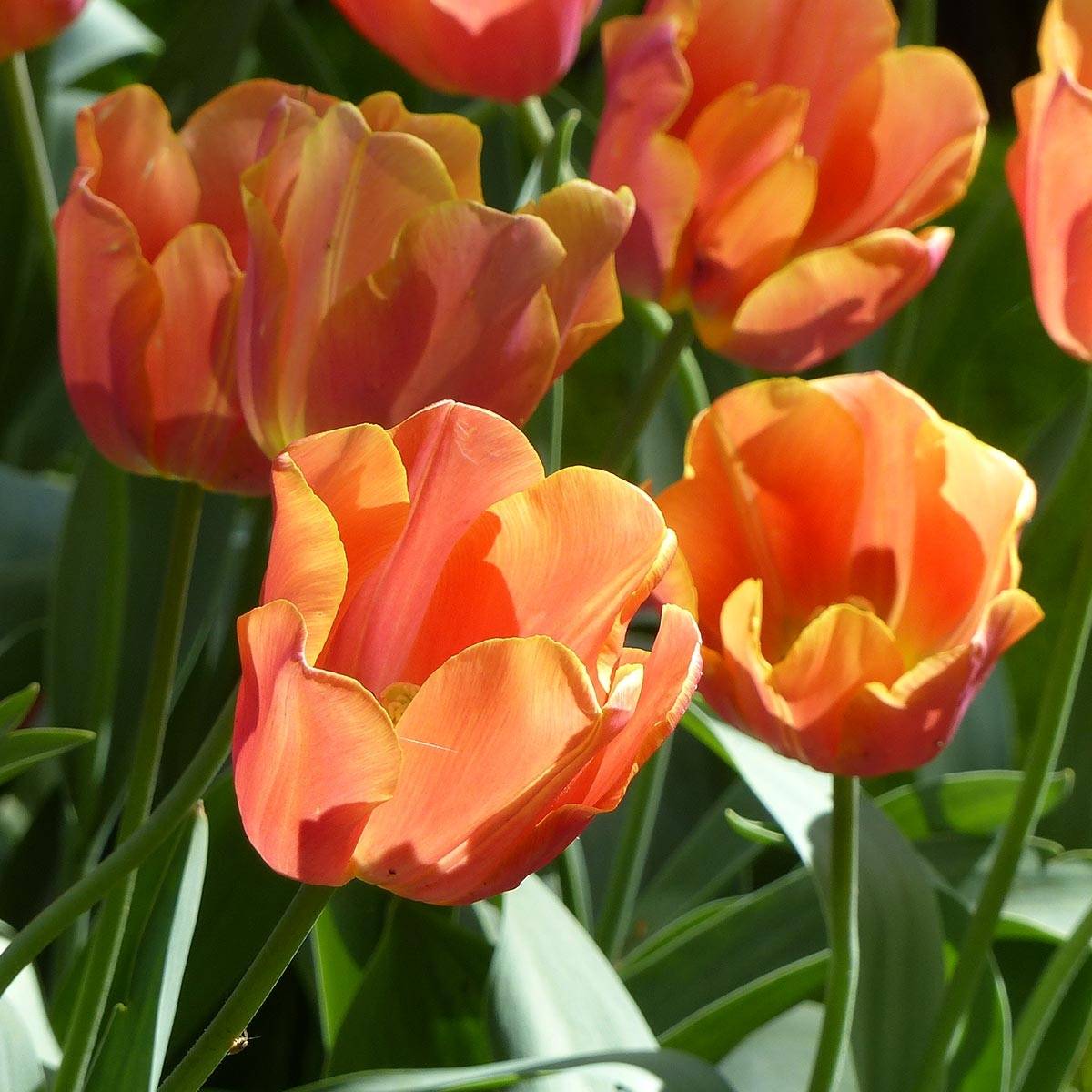 Promesse de Fleurs - Tulipe Triomphe Jimmy Bulbe calibre 10+ (par 10)