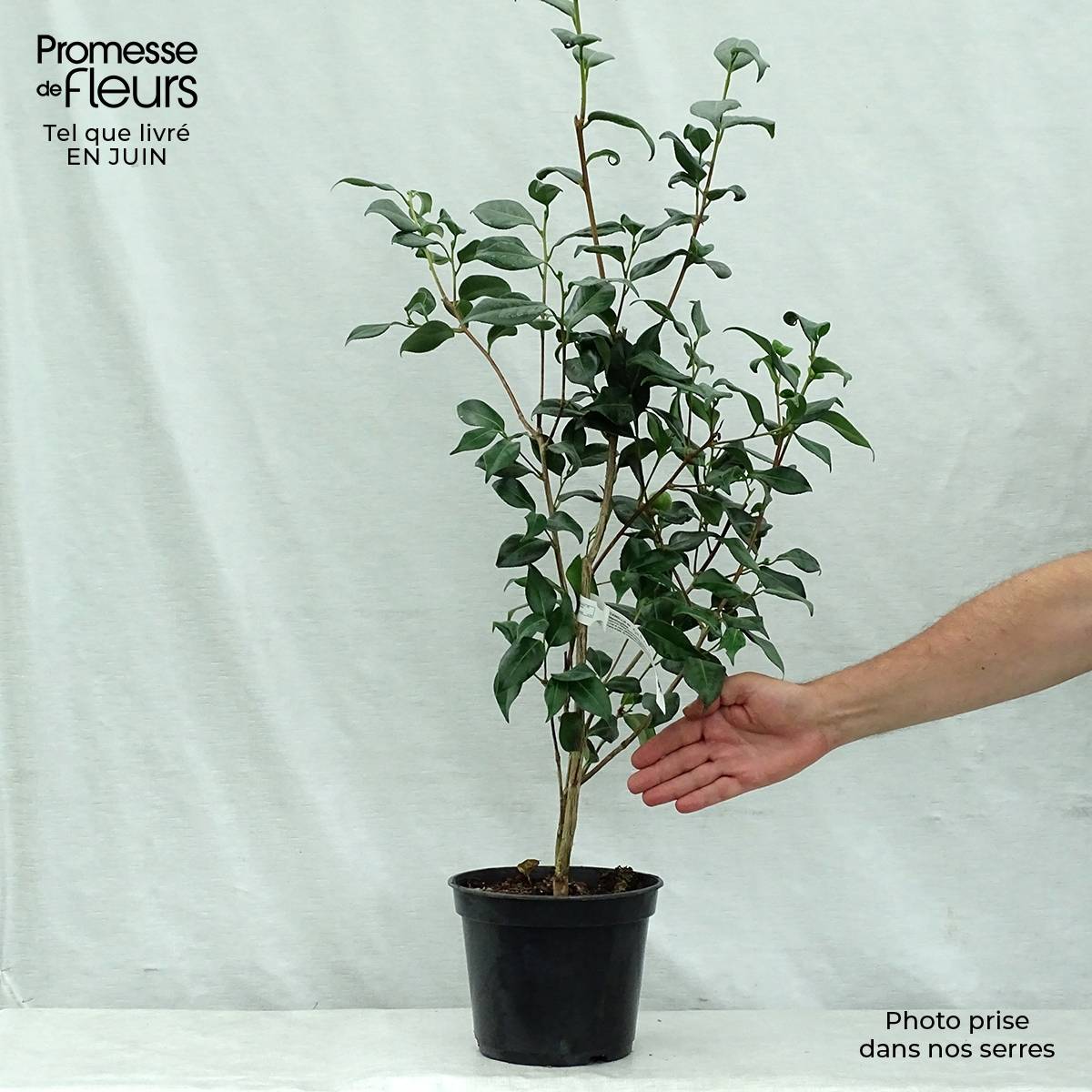Promesse de Fleurs - Camélia classique - Camélia Marshmallow Pot de 4L/5L - Image 2