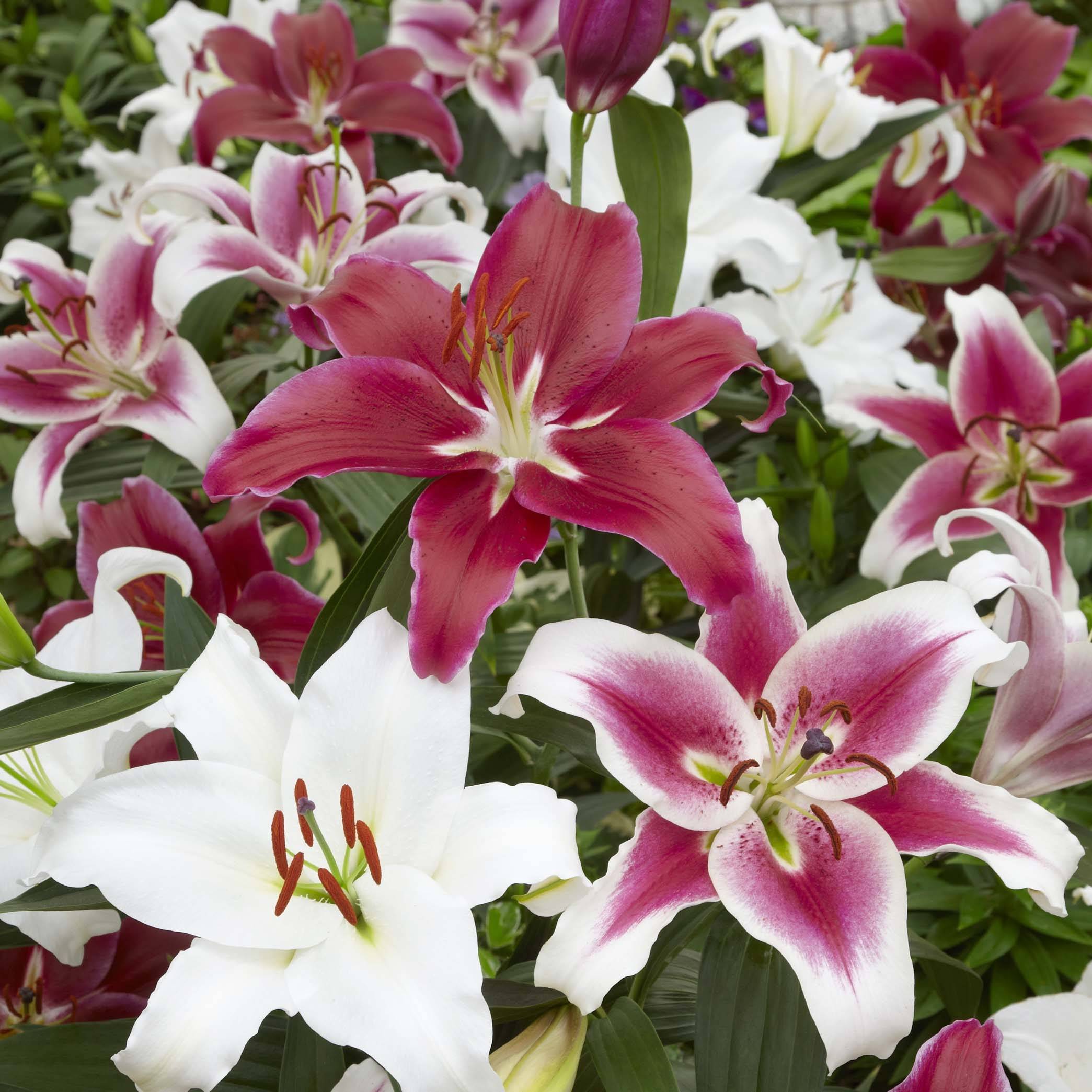 Promesse de Fleurs - Lis orientaux en mélange Bulbe calibre 18/20 (par 3)