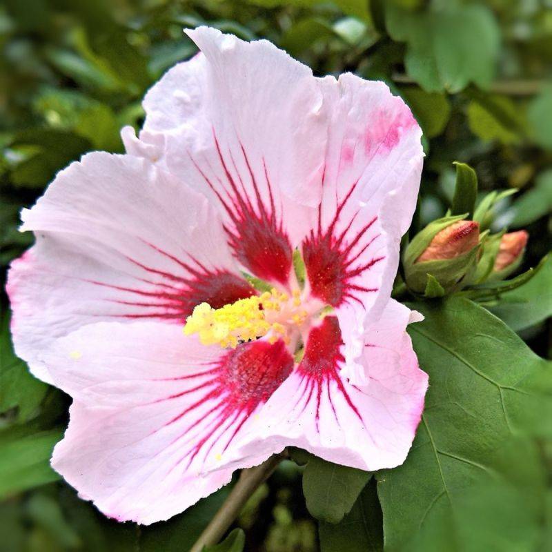 Hibiscus syriacus 'Hamabo' (Hibiscus syriacus 'Hamabo') - Godet 9cm - Pépinières Naudet - Image 1