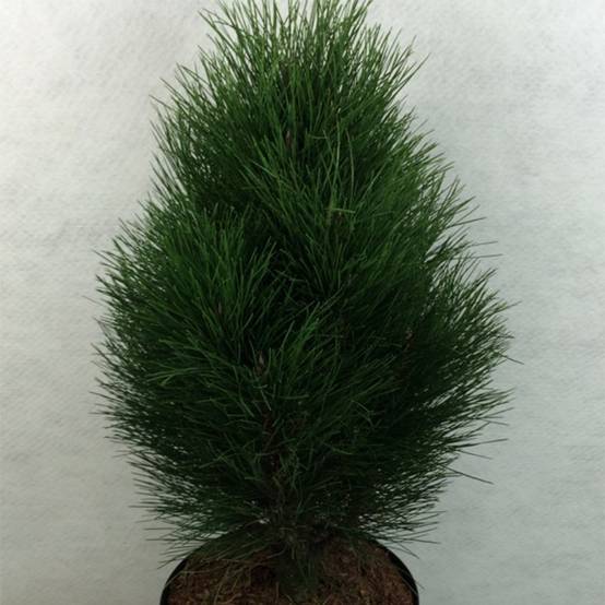 Pinus nigra Green Tower - Pin noir Pot de 2L/3L - Image 1