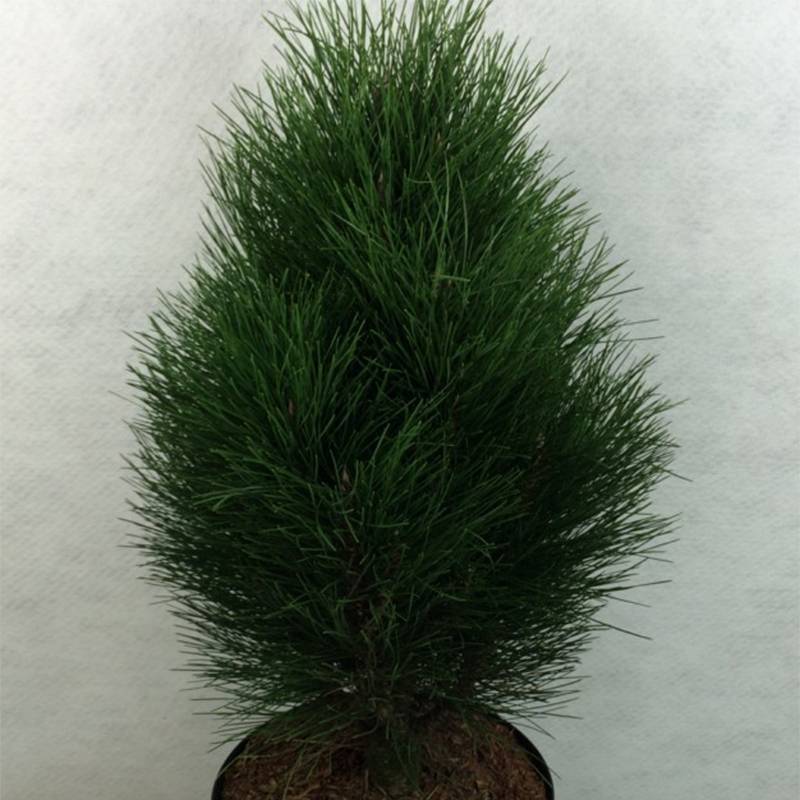 Pinus nigra Green Tower - Pin noir                          Pot de 2L/3L - Image 1