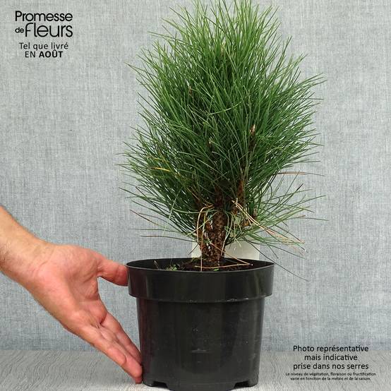 Pinus nigra Green Tower - Pin noir Pot de 2L/3L - Image 2