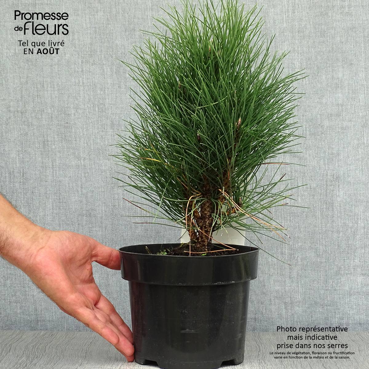 Pinus nigra Green Tower - Pin noir                          Pot de 2L/3L - Image 2