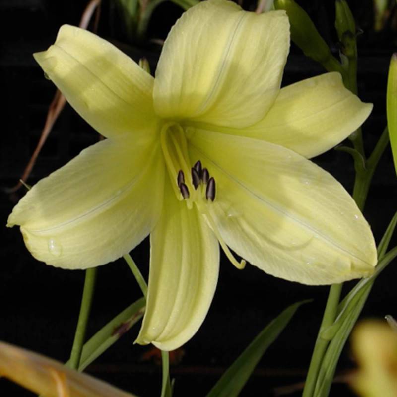 Hémérocalle Shooting Star à fleurs Jaune/ - feuillage Caduc - Godet - 5/20 cm - Image 1