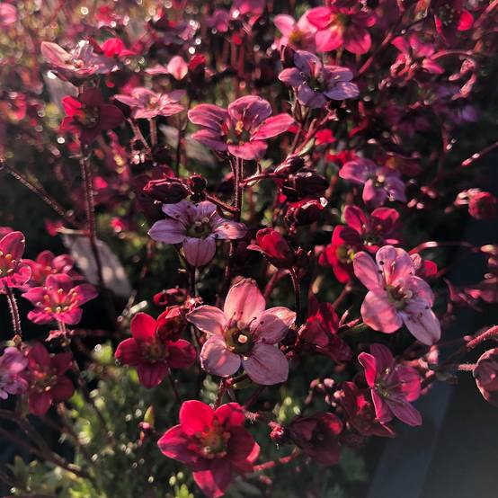 Saxifraga arendsii Purpurteppich - Saxifrage mousse Godet de 8/9 cm