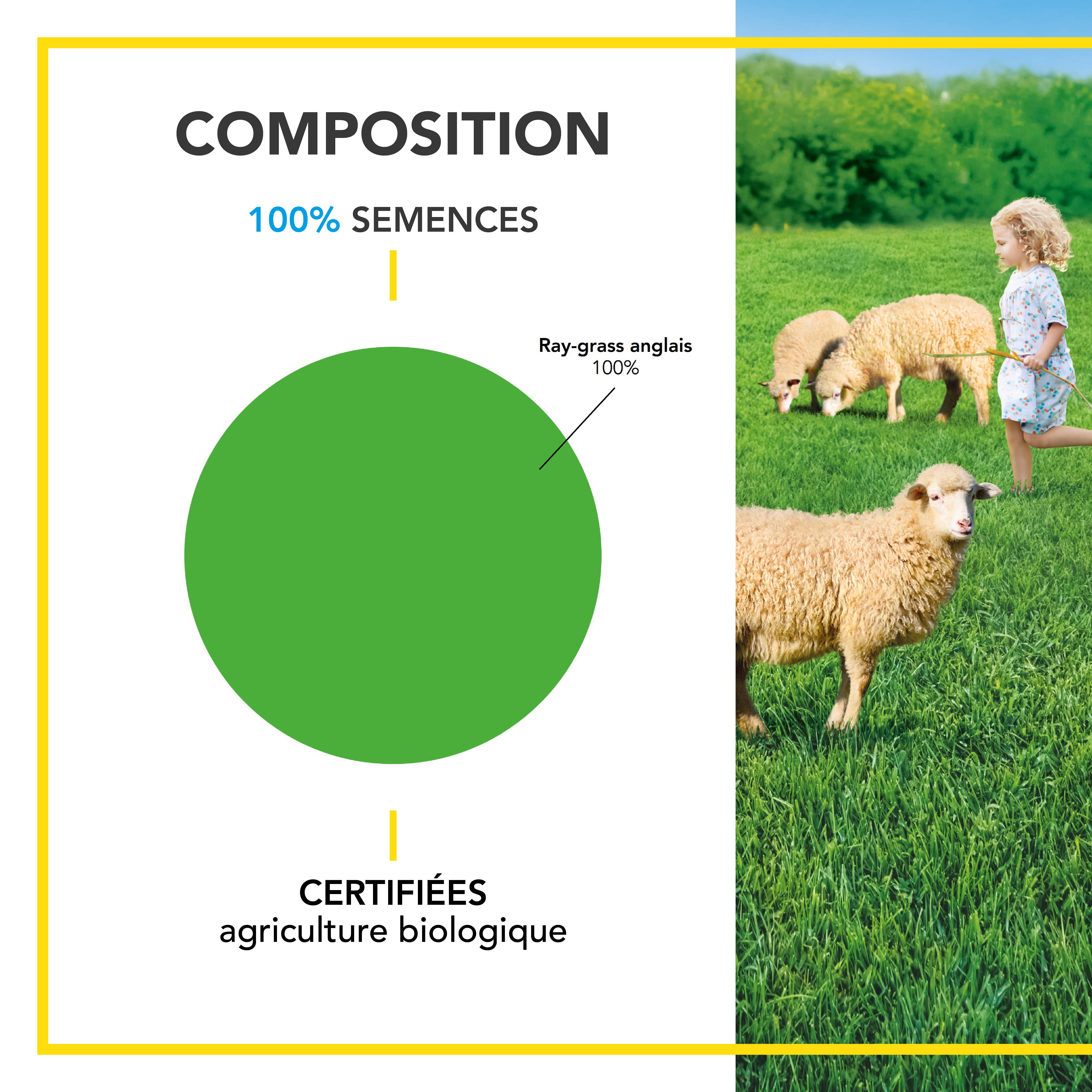 Prairie 100% Ray-grass anglais - Rapide d'Installation - Polyvalente et Appétente - Très Bonne Pérennité 4 ans et + - 10KG - BARENBRUG - Image 3