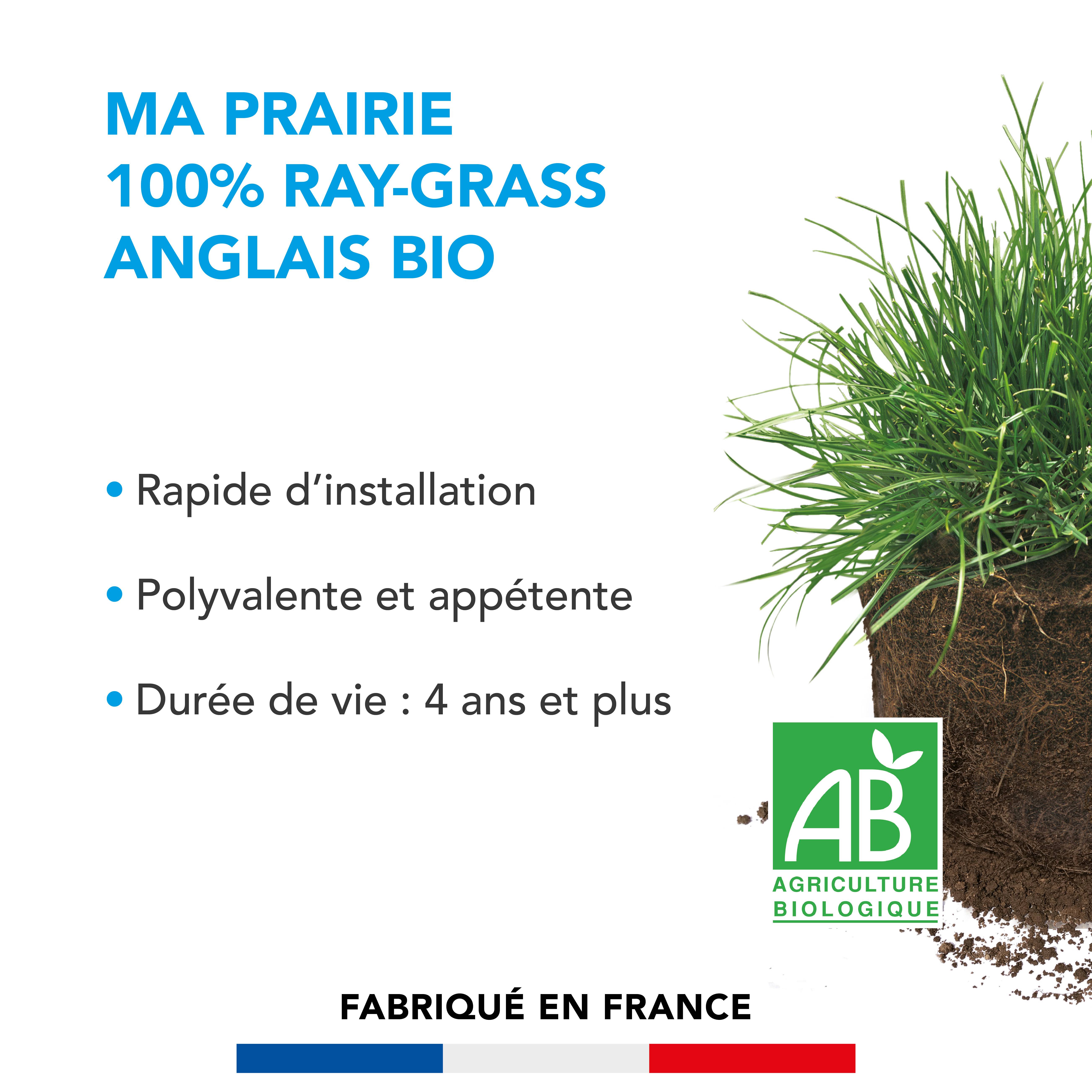 Prairie 100% Ray-grass anglais - Rapide d'Installation - Polyvalente et Appétente - Très Bonne Pérennité 4 ans et + - 10KG - BARENBRUG - Image 2