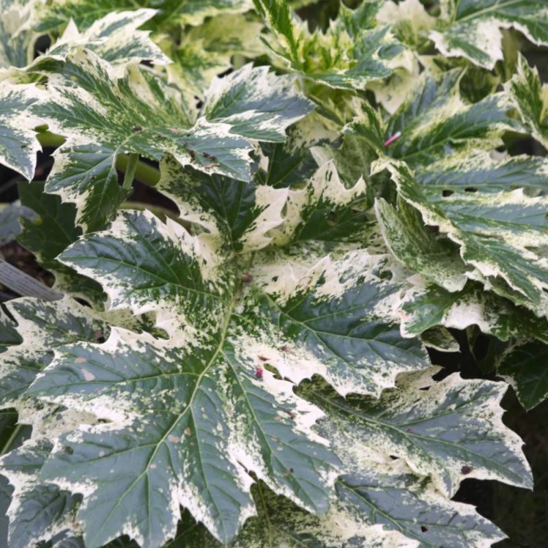 Acanthe Whitewater®, Acanthus à fleurs Rose/ - feuillage Caduc - Godet - 5/20 cm - Image 6