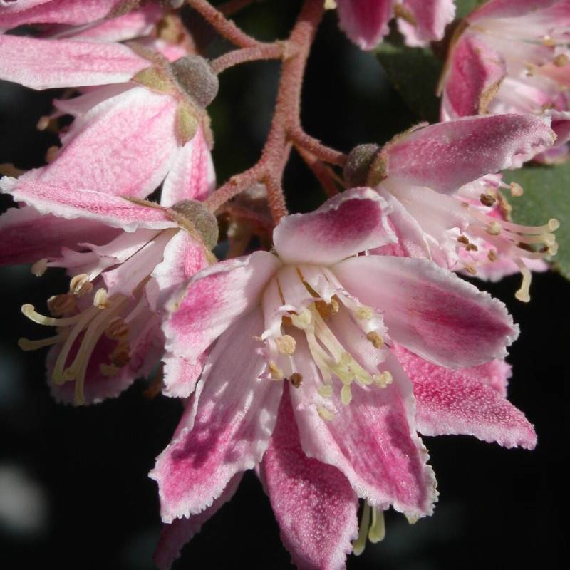 Deutzie Perle Rose, Deutzia à fleurs Rose - feuillage Caduc - Pot de 4L - 20/40 cm- hauteur à maturité De 1,50 m à 2,00 m - Image 1
