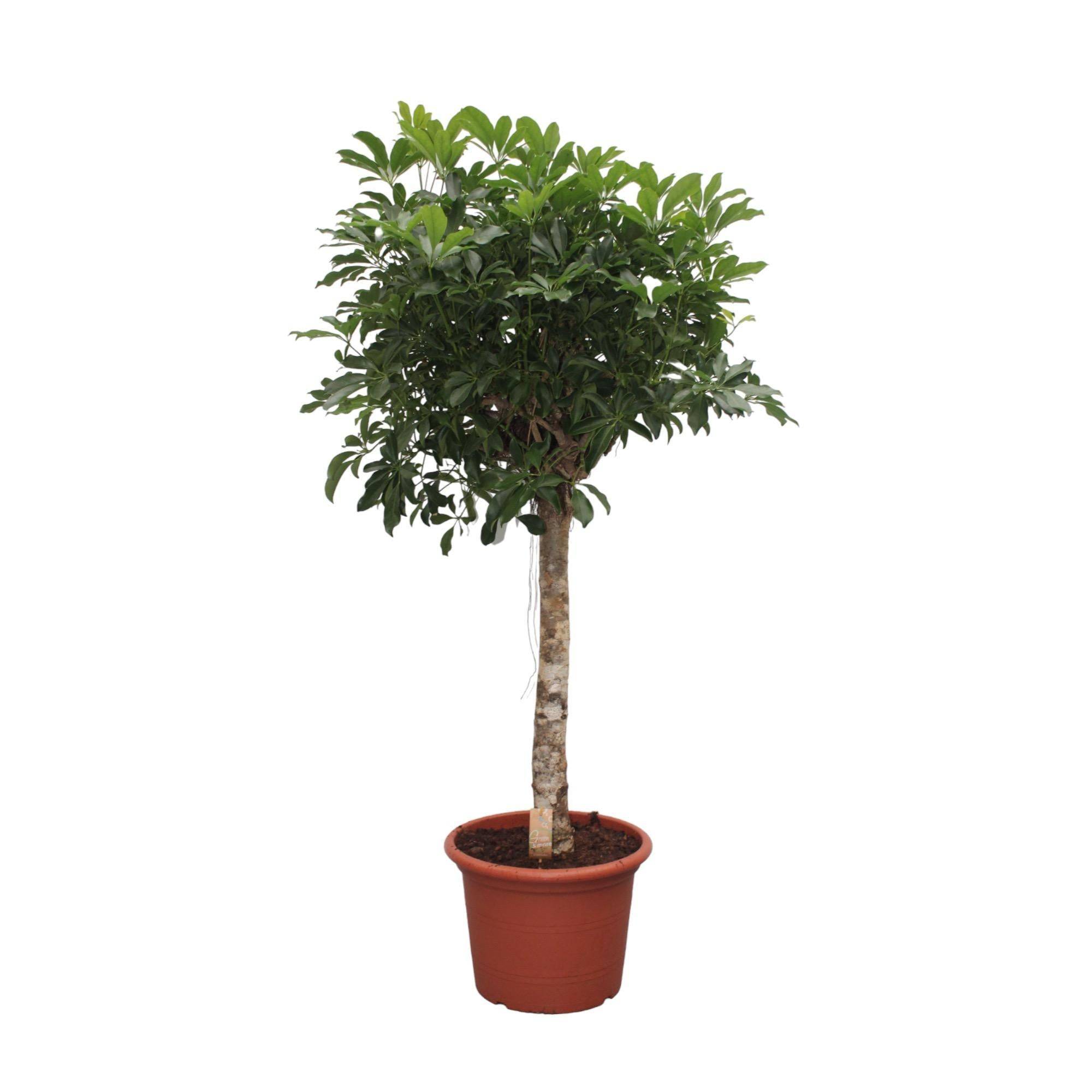 La Green Touch - Schefflera Arboricola Compacta Arbre - D35 H180cm