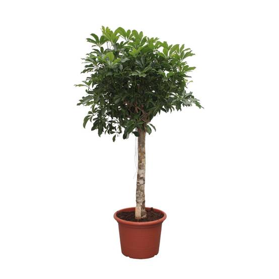 Schefflera Arboricola Compacta Arbre - D35 H180cm