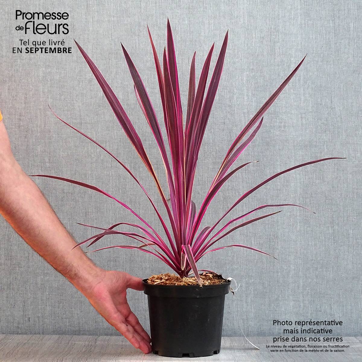 Promesse de Fleurs - Cordyline australis Pink passion Pot de 2L/3L - Image 2