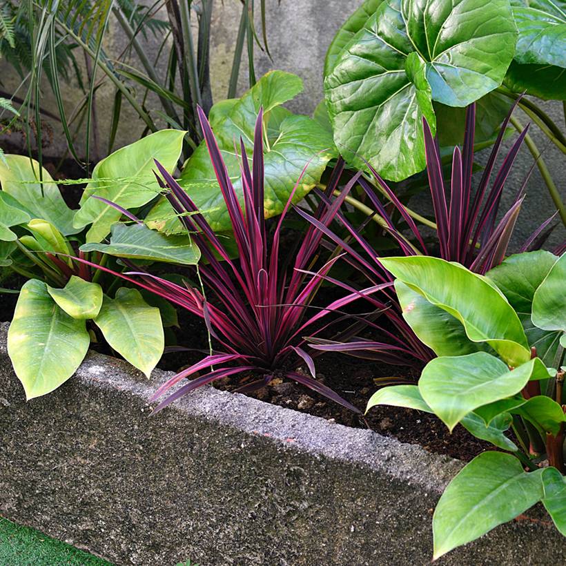 Promesse de Fleurs - Cordyline australis Pink passion Pot de 2L/3L - Image 1