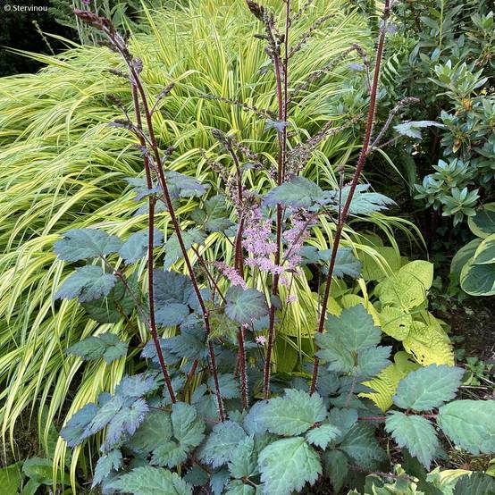 Astilbe arendsii Colour Flash - Astilbe d'Arends panachée Godet de 8/9 cm