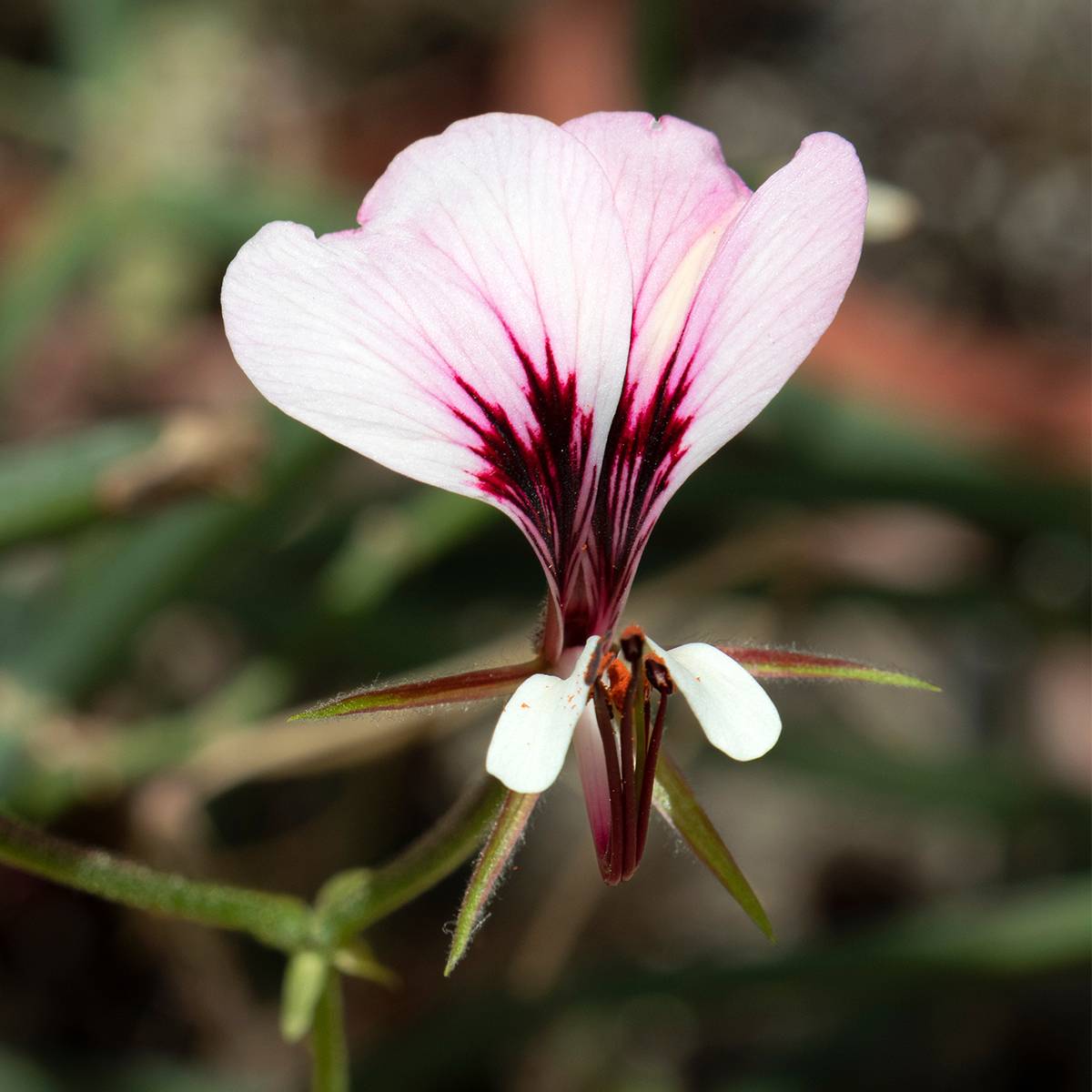 Pelargonium tetragonum - Géranium botanique Godet de 8/9 cm