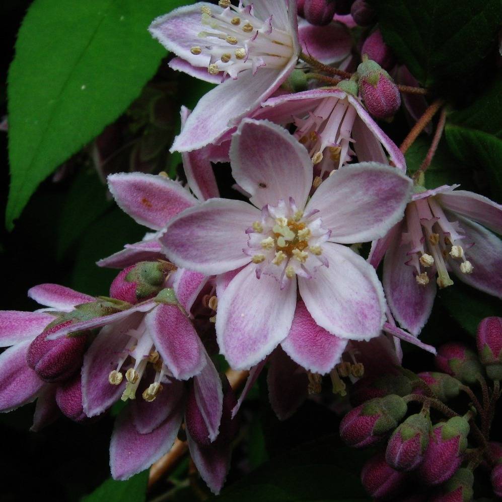 Promesse de Fleurs - Deutzia Perle Rose - Deutzie Godet de 8/9 cm