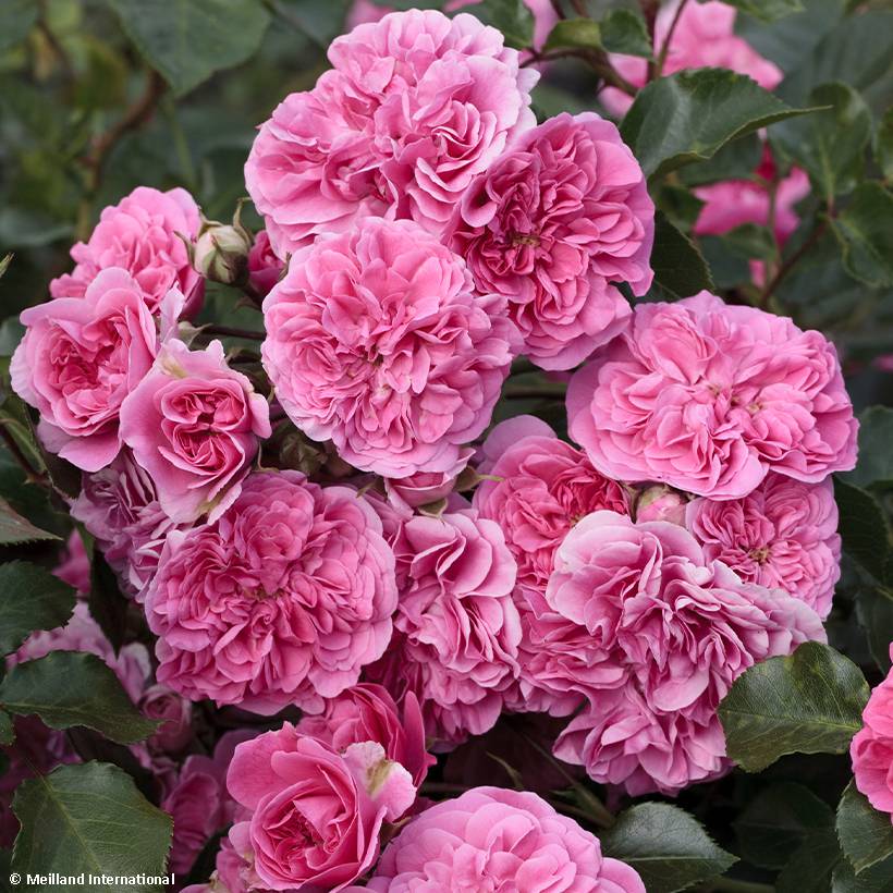 Promesse de Fleurs - Rosier paysager couvre-sol Les Quatre Saisons Pot de 10 cm/11cm, Issu de bouture