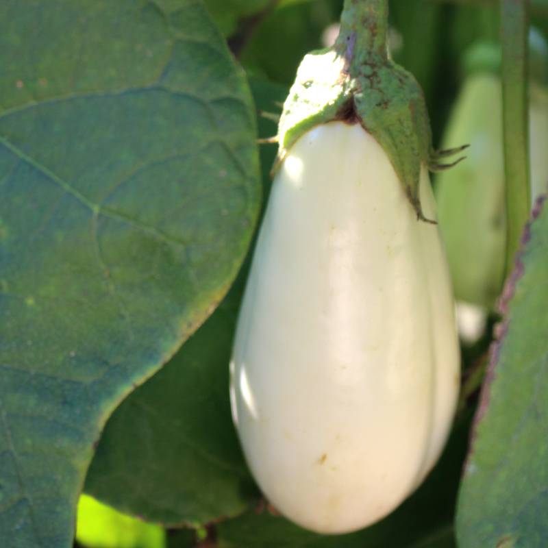 Plant de aubergine clara pot 0,5 l