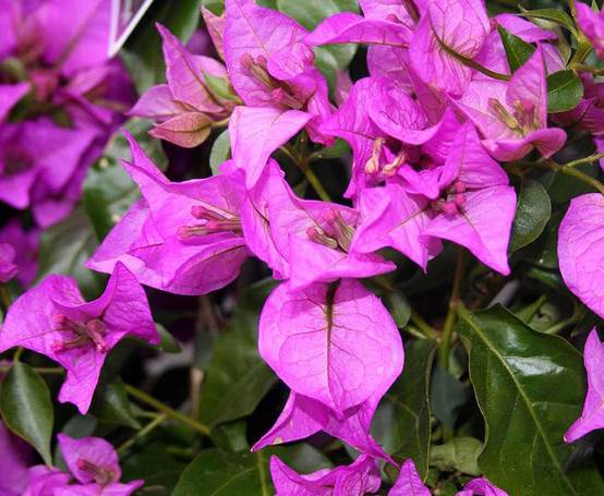 0 - Bougainvillier glabra 'Sanderiana' (bougainvillier) Pot de 15L - 120/150cm - Image 3