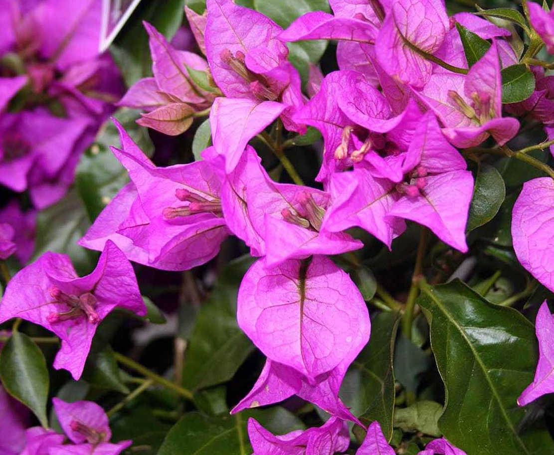0 - Bougainvillier glabra 'Sanderiana' (bougainvillier) Pot de 15L - 120/150cm - Image 3