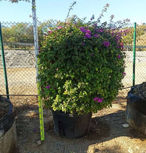 0 - Bougainvillier glabra 'Sanderiana' (bougainvillier) Pot de 15L - 120/150cm - Image 1