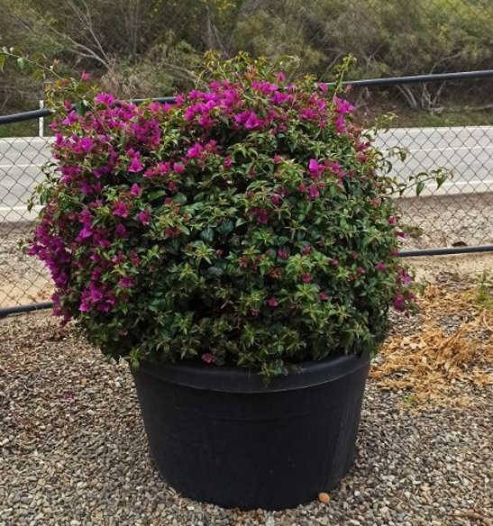 0 - Bougainvillier glabra 'Sanderiana' (bougainvillier) Pot de 15L - 120/150cm - Image 2