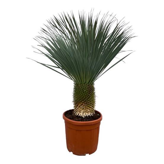 Yucca Rostrata - D50 H150cm