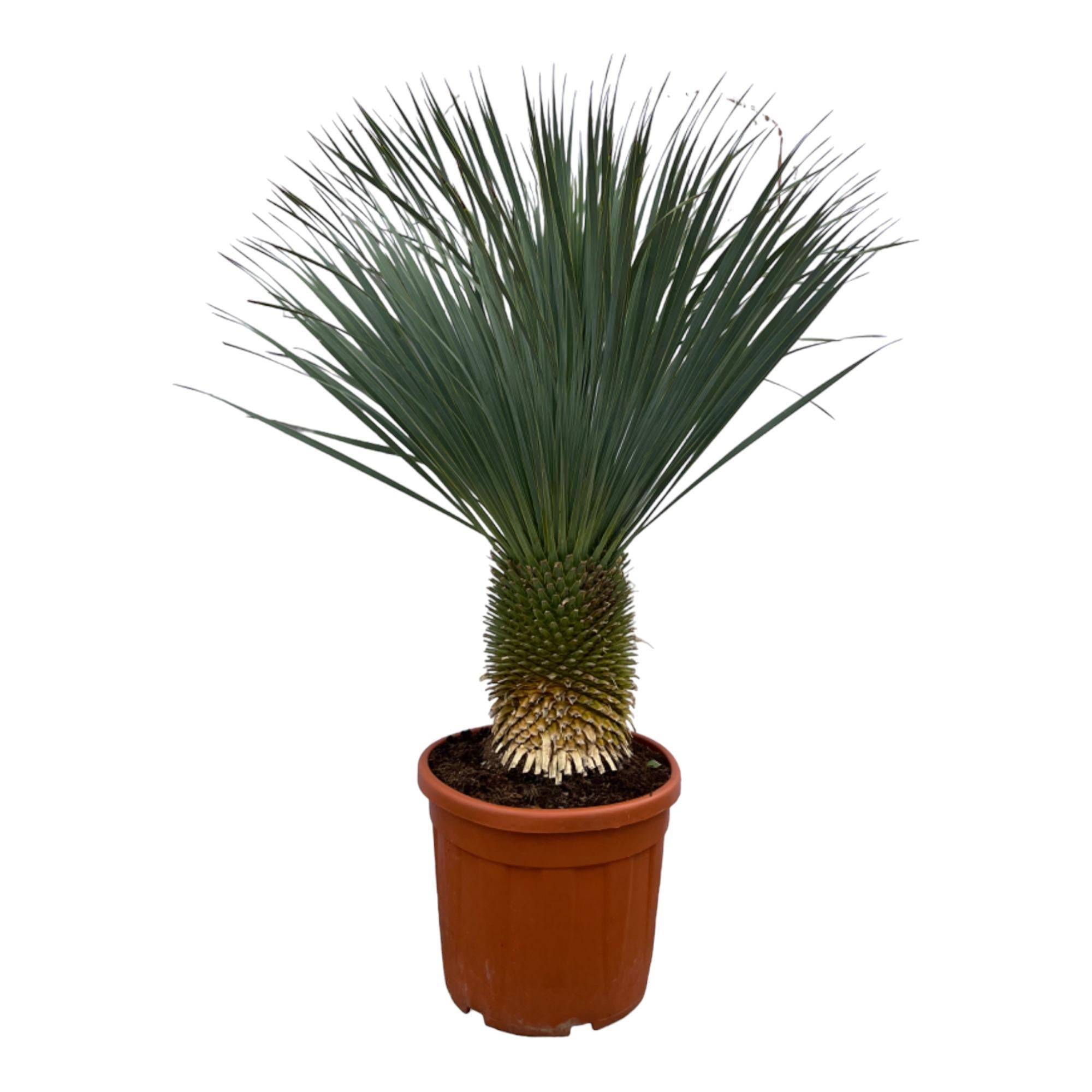 La Green Touch - Yucca Rostrata - D50 H160cm