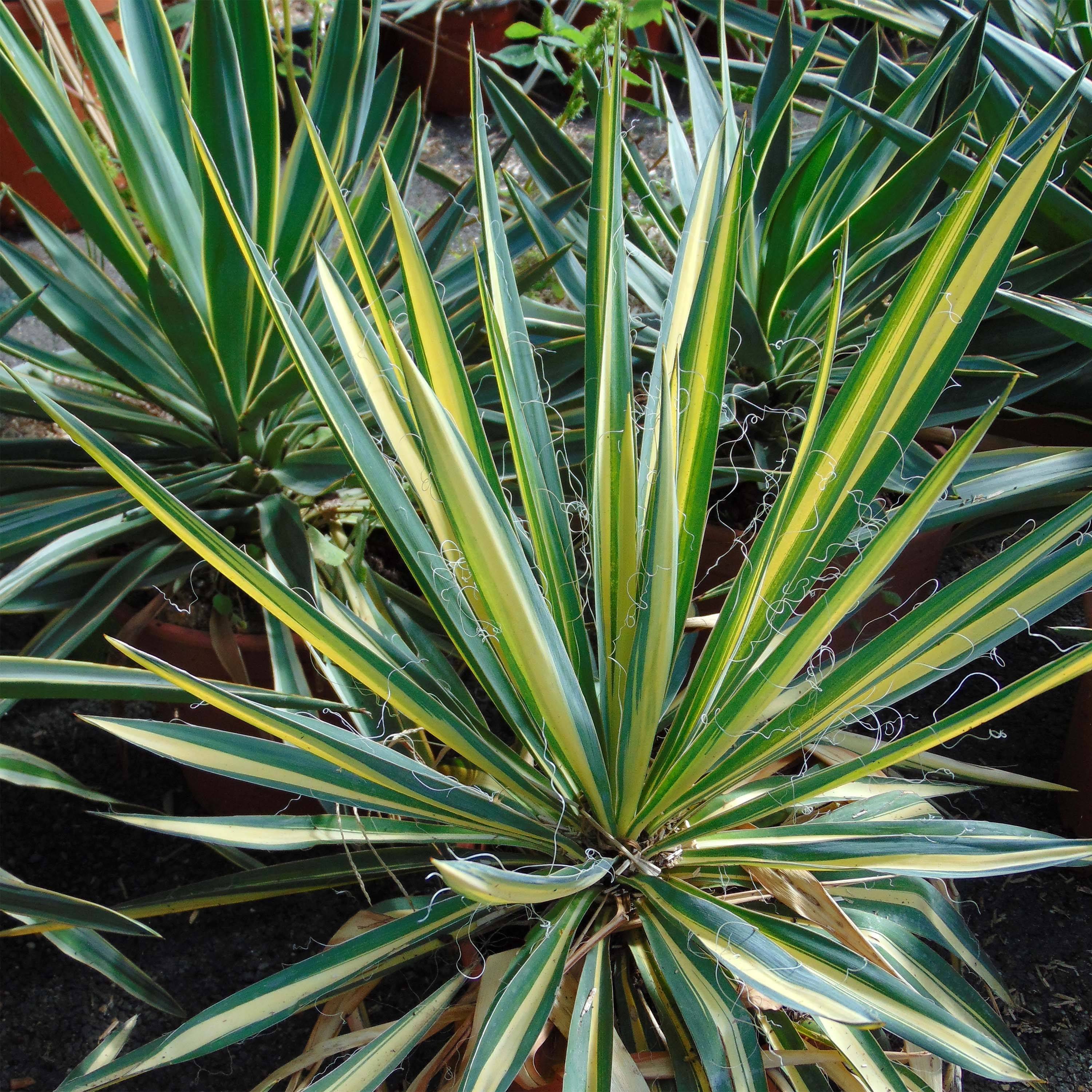 Promesse de Fleurs - Yucca Bright Star - Yucca panaché Pot de 2L/3L - Image 1