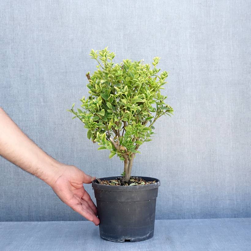 Ilex maximowicziana Kanehirae - Houx Mutchagara  Pot de 3L/4L - Image 2