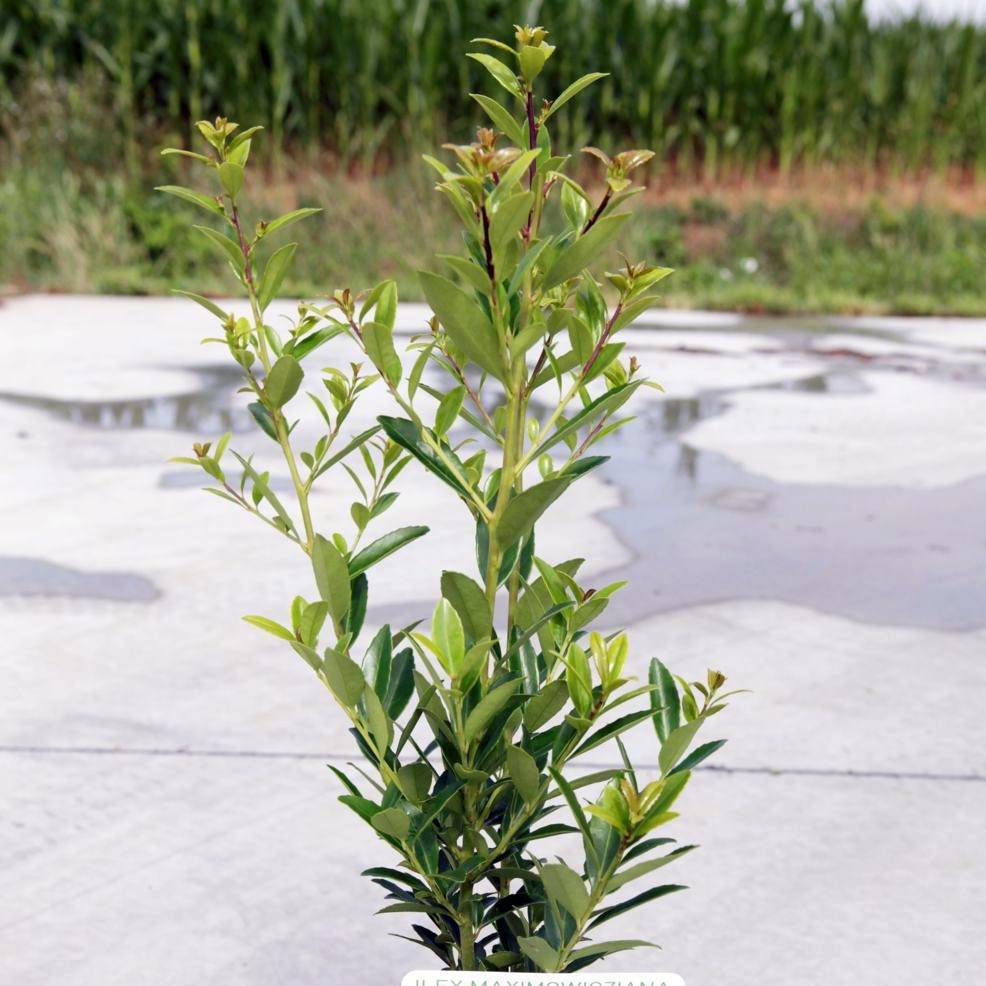 Ilex maximowicziana Kanehirae - Houx Mutchagara Pot de 3L/4L - Image 1