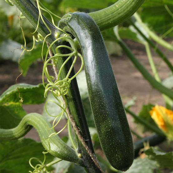 Promesse de Fleurs - Courgette Ola Escaladora F1 BIO grimpante le sachet de 5 graines environ