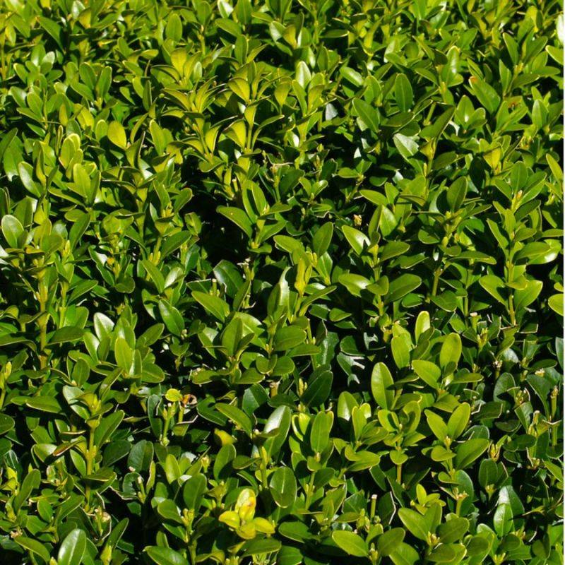 Buis commun à feuilles rondes (Buxus sempervirens 'Rotundifolia') - Godet - Taille 13/25cm - Pépinières Naudet - Image 1